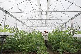 Ninh Giang thúc đẩy sản xuất nông nghiệp ứng dụng công nghệ cao
